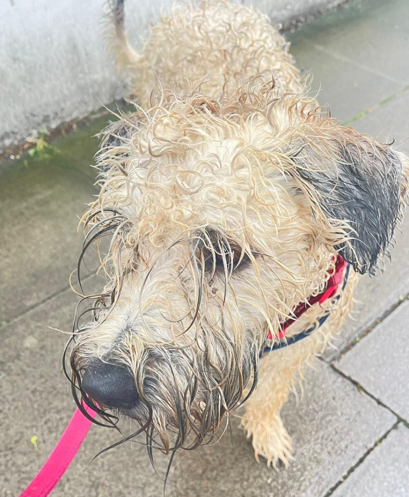 Jake the dog looking wet