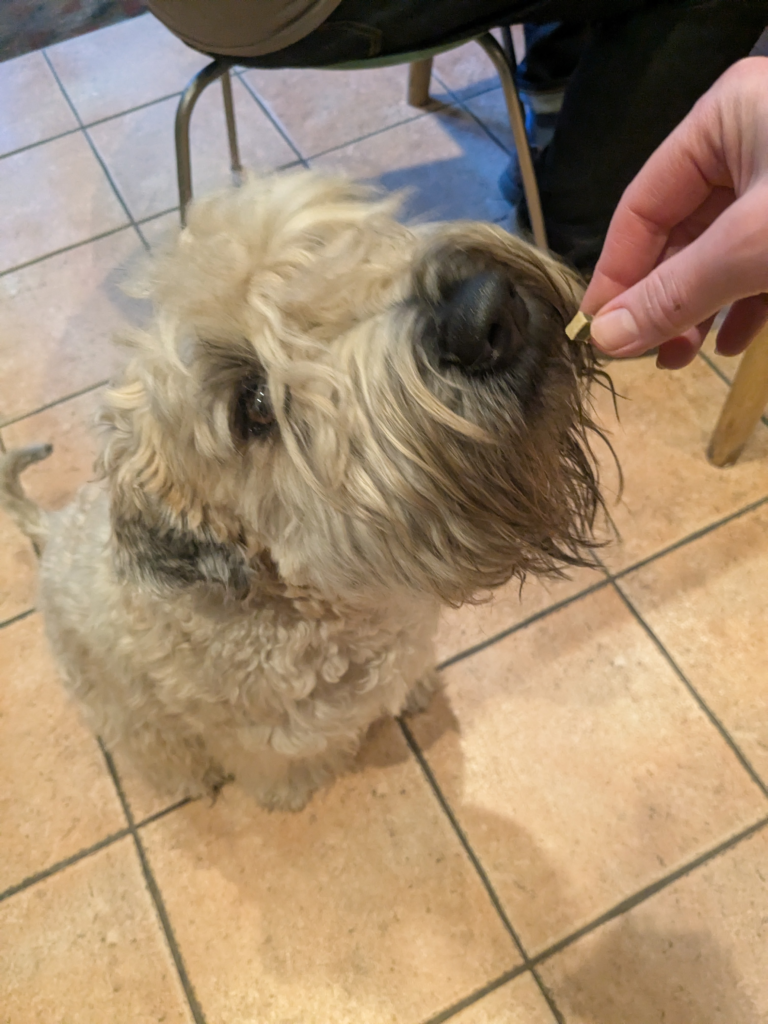 Jake the dog having a treat