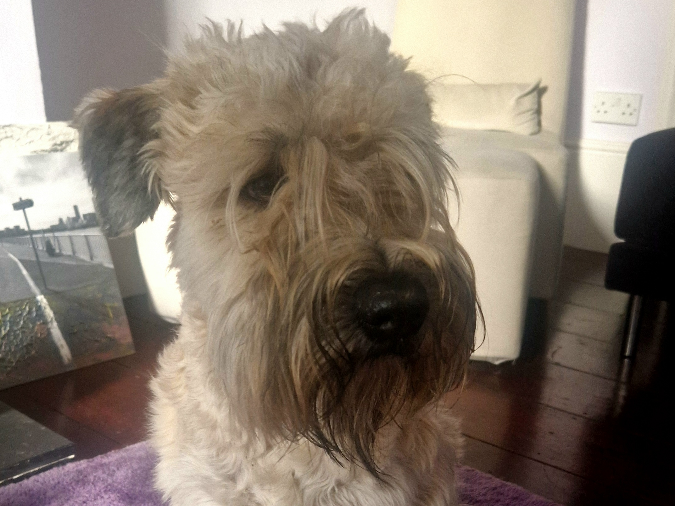 Jake the dog on purple rug